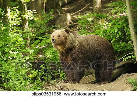 "Brown Bear (Ursus arctos) standing in the woods in front of its den, Langenberg Zoo, Adliswil, Canton of Zurich, Switzerland, Europe" View Large Photo Image Stock Photograph - "Brown Bear (Ursus arctos) standing in the woods in front of its den, Langenberg Zoo, Adliswil, Canton of Zurich, Switzerland, Europe". Fotosearch