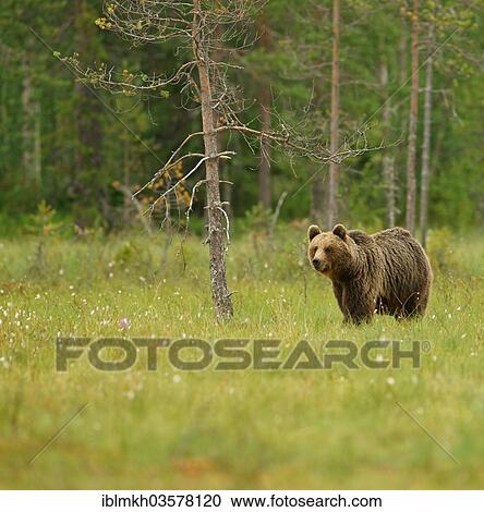"Brown Bear (Ursus arctos), Suomussalmi, Kainuu, Finland, Europe" View Large Photo Image Stock Image - "Brown Bear (Ursus arctos), Suomussalmi, Kainuu, Finland, Europe". Fotosearch