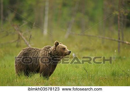 Stock Image - "Brown Bear (Ursus arctos), Suomussalmi, Kainuu, Finland, Europe". Fotosearch
