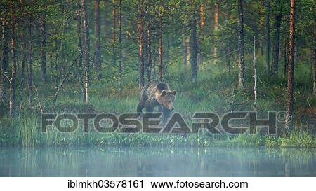 "Brown Bear (Ursus arctos), Suomussalmi, Kainuu, Finland, Europe" View Large Photo Image Stock Image - "Brown Bear (Ursus arctos), Suomussalmi, Kainuu, Finland, Europe". Fotosearch