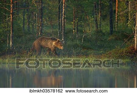"Brown Bear (Ursus arctos), Suomussalmi, Kainuu, Finland, Europe" View Large Photo Image Stock Image - "Brown Bear (Ursus arctos), Suomussalmi, Kainuu, Finland, Europe". Fotosearch