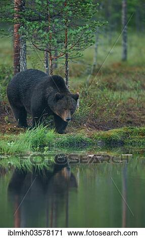 "Brown Bear (Ursus arctos), Suomussalmi, Kainuu, Finland, Europe" View Large Photo Image Stock Image - "Brown Bear (Ursus arctos), Suomussalmi, Kainuu, Finland, Europe". Fotosearch