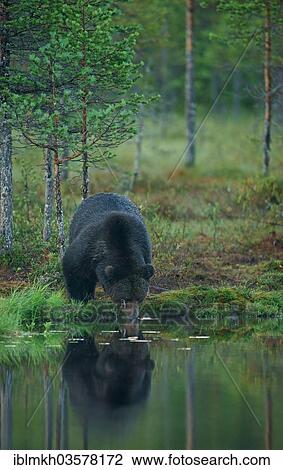"Brown Bear (Ursus arctos), Suomussalmi, Kainuu, Finland, Europe" View Large Photo Image Stock Image - "Brown Bear (Ursus arctos), Suomussalmi, Kainuu, Finland, Europe". Fotosearch