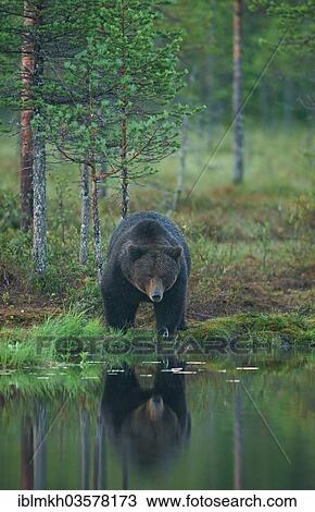 "Brown Bear (Ursus arctos), Suomussalmi, Kainuu, Finland, Europe" View Large Photo Image Stock Image - "Brown Bear (Ursus arctos), Suomussalmi, Kainuu, Finland, Europe". Fotosearch
