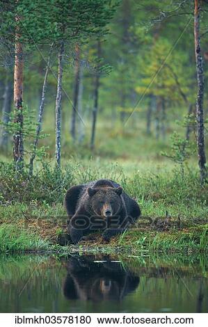 "Brown Bear (Ursus arctos), Suomussalmi, Kainuu, Finland, Europe" View Large Photo Image Stock Image - "Brown Bear (Ursus arctos), Suomussalmi, Kainuu, Finland, Europe". Fotosearch