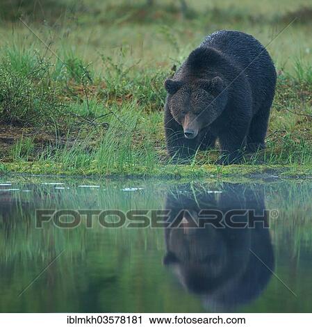 "Brown Bear (Ursus arctos), Suomussalmi, Kainuu, Finland, Europe" View Large Photo Image Stock Image - "Brown Bear (Ursus arctos), Suomussalmi, Kainuu, Finland, Europe". Fotosearch