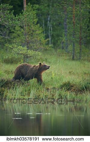 "Brown Bear (Ursus arctos), Suomussalmi, Kainuu, Finland, Europe" View Large Photo Image Stock Image - "Brown Bear (Ursus arctos), Suomussalmi, Kainuu, Finland, Europe". Fotosearch