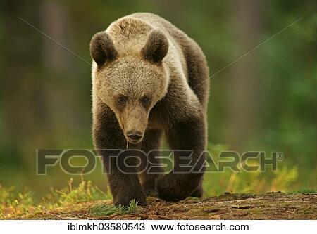 "Brown Bear (Ursus arctos), Suomussalmi, Kainuu, Finland, Europe" View Large Photo Image Stock Image - "Brown Bear (Ursus arctos), Suomussalmi, Kainuu, Finland, Europe". Fotosearch