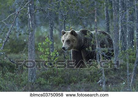 "Brown Bear (Ursus arctos), Suomussalmi, Karelia, Finland, Europe" View Large Photo Image Stock Photo - "Brown Bear (Ursus arctos), Suomussalmi, Karelia, Finland, Europe". Fotosearch