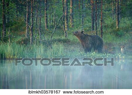 "Brown Bear (Ursus arctos), Suomussalmi, Kainuu, Finland, Europe" View Large Photo Image Stock Photo - "Brown Bear (Ursus arctos), Suomussalmi, Kainuu, Finland, Europe". Fotosearch