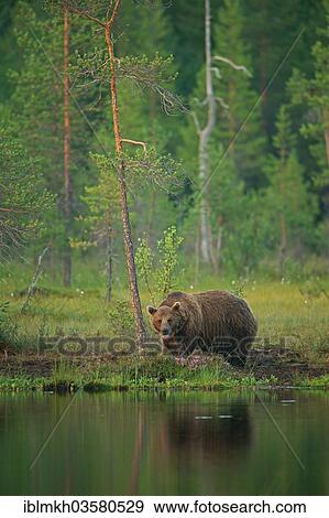 Stock Photo - "Brown Bear (Ursus arctos), Suomussalmi, Kainuu, Finland, Europe". Fotosearch