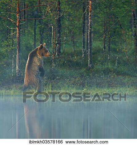 "Brown Bear (Ursus arctos), Suomussalmi, Kainuu, Finland, Europe" View Large Photo Image Stock Photograph - "Brown Bear (Ursus arctos), Suomussalmi, Kainuu, Finland, Europe". Fotosearch