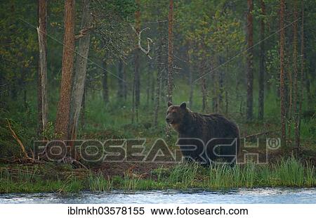 "Brown Bear (Ursus arctos), Suomussalmi, Kainuu, Finland, Europe" View Large Photo Image Stock Photography - "Brown Bear (Ursus arctos), Suomussalmi, Kainuu, Finland, Europe". Fotosearch
