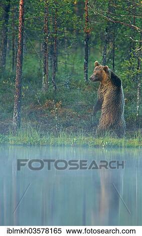 "Brown Bear (Ursus arctos), Suomussalmi, Kainuu, Finland, Europe" View Large Photo Image Stock Photography - "Brown Bear (Ursus arctos), Suomussalmi, Kainuu, Finland, Europe". Fotosearch