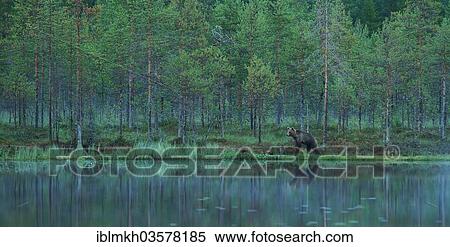 "Brown Bear (Ursus arctos), Suomussalmi, Kainuu, Finland, Europe" View Large Photo Image Stock Photography - "Brown Bear (Ursus arctos), Suomussalmi, Kainuu, Finland, Europe". Fotosearch