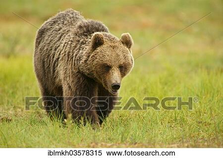 "Brown Bear (Ursus arctos), Suomussalmi, Kainuu, Finland, Europe" View Large Photo Image Stock Photography - "Brown Bear (Ursus arctos), Suomussalmi, Kainuu, Finland, Europe". Fotosearch