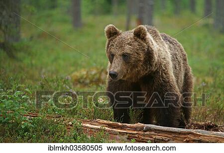 "Brown Bear (Ursus arctos), Suomussalmi, Kainuu, Finland, Europe" View Large Photo Image Stock Photography - "Brown Bear (Ursus arctos), Suomussalmi, Kainuu, Finland, Europe". Fotosearch