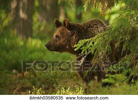 "Brown Bear (Ursus arctos), Suomussalmi, Kainuu, Finland, Europe" View Large Photo Image Stock Photography - "Brown Bear (Ursus arctos), Suomussalmi, Kainuu, Finland, Europe". Fotosearch