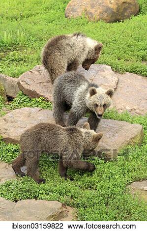 "Brown Bear (Ursus arctos), three cubs, captive, Cleebronn, Baden-Wurttemberg, Germany, Europe" View Large Photo Image Stock Image - "Brown Bear (Ursus arctos), three cubs, captive, Cleebronn, Baden-Wurttemberg, Germany, Europe". Fotosearch