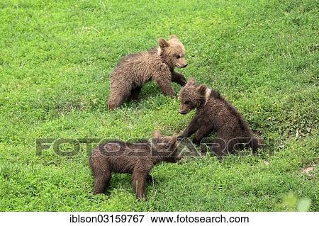 "Brown Bear (Ursus arctos), three cubs playing, captive, Cleebronn, Baden-Wurttemberg, Germany, Europe" View Large Photo Image Stock Photo - "Brown Bear (Ursus arctos), three cubs playing, captive, Cleebronn, Baden-Wurttemberg, Germany, Europe". Fotosearch