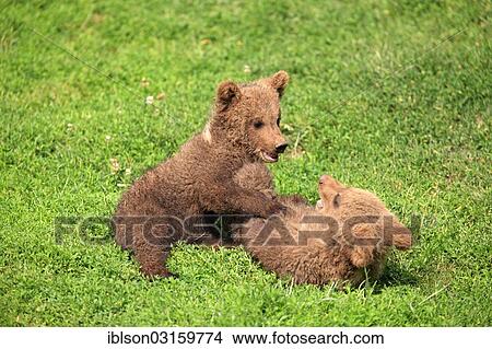 "Brown Bear (Ursus arctos), two cubs playing and tussling with each other, captive, Cleebronn, Baden-Wurttemberg, Germany, Europe" View Large Photo Image Picture - "Brown Bear (Ursus arctos), two cubs playing and tussling with each other, captive, Cleebronn, Baden-Wurttemberg, Germany, Europe". Fotosearch