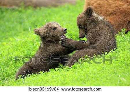 "Brown Bear (Ursus arctos), two cubs playing, captive, Cleebronn, Baden-Wurttemberg, Germany, Europe" View Large Photo Image Picture - "Brown Bear (Ursus arctos), two cubs playing, captive, Cleebronn, Baden-Wurttemberg, Germany, Europe". Fotosearch