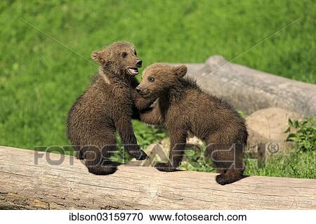 "Brown Bear (Ursus arctos), two cubs playing, captive, Cleebronn, Baden-Wurttemberg, Germany, Europe" View Large Photo Image Stock Image - "Brown Bear (Ursus arctos), two cubs playing, captive, Cleebronn, Baden-Wurttemberg, Germany, Europe". Fotosearch