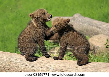 "Brown Bear (Ursus arctos), two cubs playing, captive, Cleebronn, Baden-Wurttemberg, Germany, Europe" View Large Photo Image Stock Image - "Brown Bear (Ursus arctos), two cubs playing, captive, Cleebronn, Baden-Wurttemberg, Germany, Europe". Fotosearch