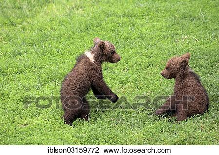 "Brown Bear (Ursus arctos), two cubs playing, captive, Cleebronn, Baden-Wurttemberg, Germany, Europe" View Large Photo Image Stock Image - "Brown Bear (Ursus arctos), two cubs playing, captive, Cleebronn, Baden-Wurttemberg, Germany, Europe". Fotosearch