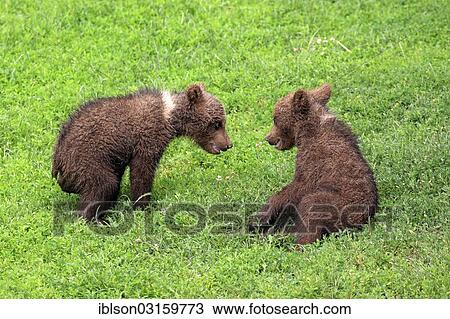 "Brown Bear (Ursus arctos), two cubs playing, captive, Cleebronn, Baden-Wurttemberg, Germany, Europe" View Large Photo Image Stock Image - "Brown Bear (Ursus arctos), two cubs playing, captive, Cleebronn, Baden-Wurttemberg, Germany, Europe". Fotosearch