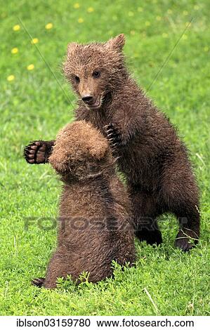 "Brown Bear (Ursus arctos), two cubs playing and tussling with each other, captive, Cleebronn, Baden-Wurttemberg, Germany, Europe" View Large Photo Image Stock Image - "Brown Bear (Ursus arctos), two cubs playing and tussling with each other, captive, Cleebronn, Baden-Wurttemberg, Germany, Europe". Fotosearch