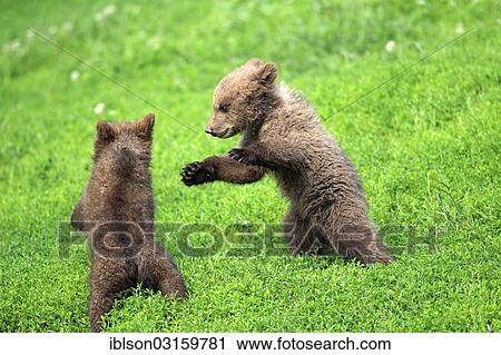 "Brown Bear (Ursus arctos) two cubs, captive, Cleebronn, Baden-Wurttemberg, Germany, Europe" View Large Photo Image Stock Image - "Brown Bear (Ursus arctos) two cubs, captive, Cleebronn, Baden-Wurttemberg, Germany, Europe". Fotosearch