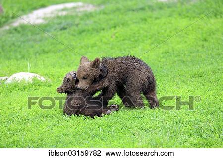 "Brown Bear (Ursus arctos), two cubs playing and tussling with each other, captive, Cleebronn, Baden-Wurttemberg, Germany, Europe" View Large Photo Image Stock Image - "Brown Bear (Ursus arctos), two cubs playing and tussling with each other, captive, Cleebronn, Baden-Wurttemberg, Germany, Europe". Fotosearch