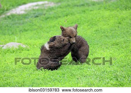 Stock Image - "Brown Bear (Ursus arctos), two cubs playing and tussling with each other, captive, Cleebronn, Baden-Wurttemberg, Germany, Europe". Fotosearch