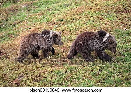 "Brown Bear (Ursus arctos), two cubs walking one after another, captive, Cleebronn, Baden-Wurttemberg, Germany, Europe" View Large Photo Image Stock Image - "Brown Bear (Ursus arctos), two cubs walking one after another, captive, Cleebronn, Baden-Wurttemberg, Germany, Europe". Fotosearch