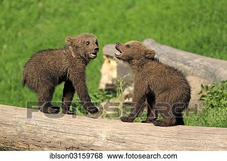 "Brown Bear (Ursus arctos), two cubs playing, captive, Cleebronn, Baden-Wurttemberg, Germany, Europe" View Large Photo Image Stock Photo - "Brown Bear (Ursus arctos), two cubs playing, captive, Cleebronn, Baden-Wurttemberg, Germany, Europe". Fotosearch