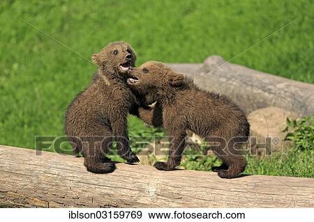 "Brown Bear (Ursus arctos), two cubs playing and tussling with each other, captive, Cleebronn, Baden-Wurttemberg, Germany, Europe" View Large Photo Image Stock Photo - "Brown Bear (Ursus arctos), two cubs playing and tussling with each other, captive, Cleebronn, Baden-Wurttemberg, Germany, Europe". Fotosearch