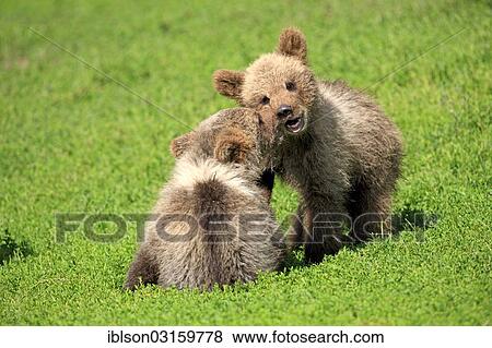 "Brown Bear (Ursus arctos), two cubs playing, captive, Cleebronn, Baden-Wurttemberg, Germany, Europe" View Large Photo Image Stock Photo - "Brown Bear (Ursus arctos), two cubs playing, captive, Cleebronn, Baden-Wurttemberg, Germany, Europe". Fotosearch