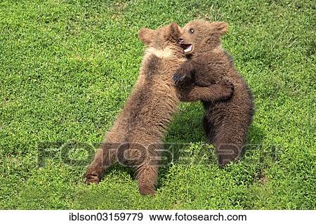 Stock Photo - "Brown Bear (Ursus arctos), two cubs playing and tussling with each other, captive, Cleebronn, Baden-Wurttemberg, Germany, Europe". Fotosearch