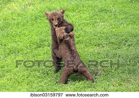 "Brown Bear (Ursus arctos), two cubs playing and tussling with each other, captive, Cleebronn, Baden-Wurttemberg, Germany, Europe" View Large Photo Image Stock Photo - "Brown Bear (Ursus arctos), two cubs playing and tussling with each other, captive, Cleebronn, Baden-Wurttemberg, Germany, Europe". Fotosearch