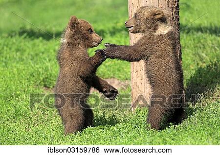 "Brown Bear (Ursus arctos), two cubs playing, captive, Cleebronn, Baden-Wurttemberg, Germany, Europe" View Large Photo Image Stock Photograph - "Brown Bear (Ursus arctos), two cubs playing, captive, Cleebronn, Baden-Wurttemberg, Germany, Europe". Fotosearch