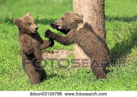 Stock Photograph - "Brown Bear (Ursus arctos), two cubs playing, captive, Cleebronn, Baden-Wurttemberg, Germany, Europe". Fotosearch