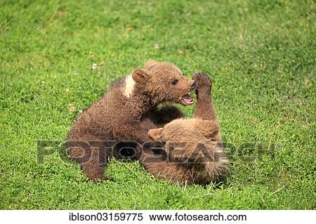 "Brown Bear (Ursus arctos), two cubs playing and tussling with each other, captive, Cleebronn, Baden-Wurttemberg, Germany, Europe" View Large Photo Image Stock Photography - "Brown Bear (Ursus arctos), two cubs playing and tussling with each other, captive, Cleebronn, Baden-Wurttemberg, Germany, Europe". Fotosearch