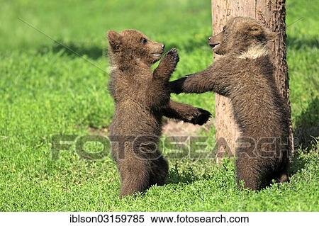 "Brown Bear (Ursus arctos), two cubs playing, captive, Cleebronn, Baden-Wurttemberg, Germany, Europe" View Large Photo Image Stock Photography - "Brown Bear (Ursus arctos), two cubs playing, captive, Cleebronn, Baden-Wurttemberg, Germany, Europe". Fotosearch