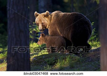 "Brown Bear (Ursus arctos) with a cub, Karelia, Finland, Europe" View Large Photo Image Stock Photo - "Brown Bear (Ursus arctos) with a cub, Karelia, Finland, Europe". Fotosearch