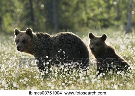 "Brown Bear (Ursus arctos) with cub in cotton grass, Suomussalmi, Karelia, Finland, Europe" View Large Photo Image Picture - "Brown Bear (Ursus arctos) with cub in cotton grass, Suomussalmi, Karelia, Finland, Europe". Fotosearch