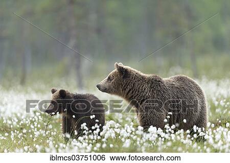 "Brown Bear (Ursus arctos) with cub in cotton grass, Suomussalmi, Karelia, Finland, Europe" View Large Photo Image Stock Photograph - "Brown Bear (Ursus arctos) with cub in cotton grass, Suomussalmi, Karelia, Finland, Europe". Fotosearch