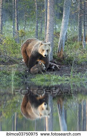 "Brown Bear (Ursus arctos) with cub reflected in lake, Suomussalmi, Karelia, Finland, Europe" View Large Photo Image Stock Photography - "Brown Bear (Ursus arctos) with cub reflected in lake, Suomussalmi, Karelia, Finland, Europe". Fotosearch