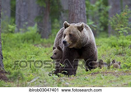 Stock Image - "Brown Bear (Ursus arctos) with cubs, Karelia, Finland, Europe". Fotosearch