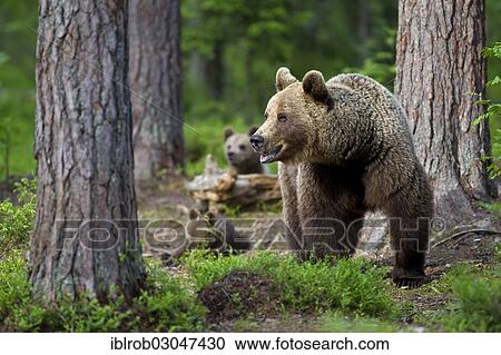 "Brown Bear (Ursus arctos) with cubs, Karelia, Finland, Europe" View Large Photo Image Stock Image - "Brown Bear (Ursus arctos) with cubs, Karelia, Finland, Europe". Fotosearch